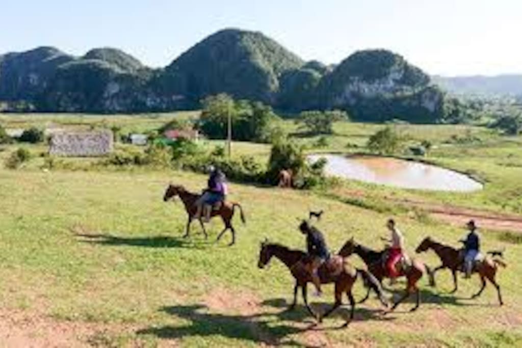 paseos a caballos