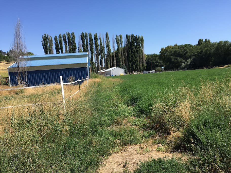 Barn & alfalfa