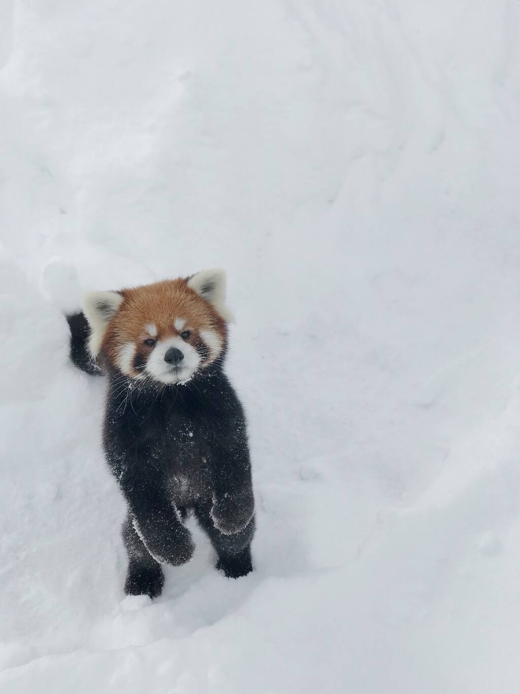 北海道除了旭山动物园 还有圆山动物园 札幌旅游攻略 尽在airbnb爱彼迎
