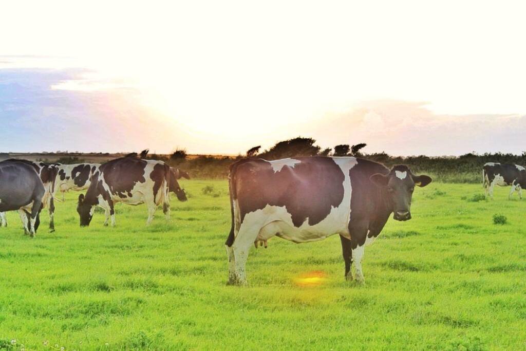 Our cows ....