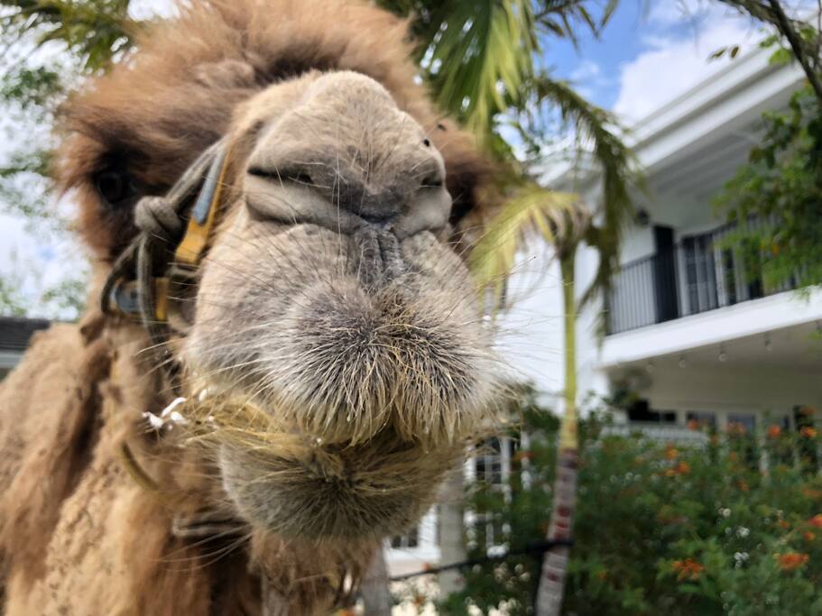 Special Event (Camel not included!)