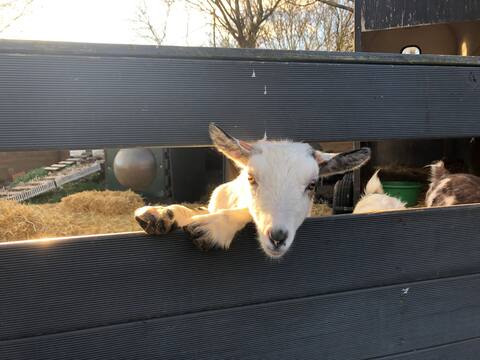 Studio South/Petting Farm-Near Legoland & Windsor