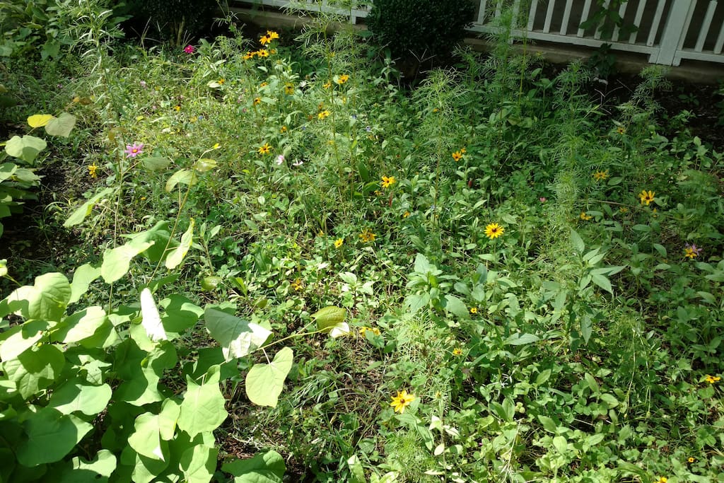 Wild flower garden