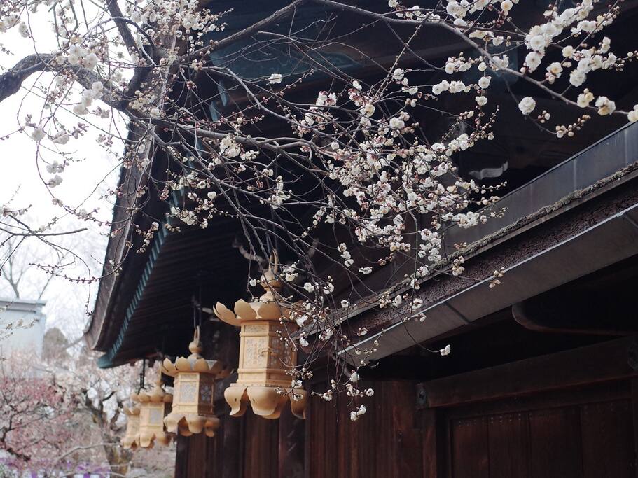 梅花祭与北野天满宫天神集市 京都旅游攻略 尽在airbnb爱彼迎