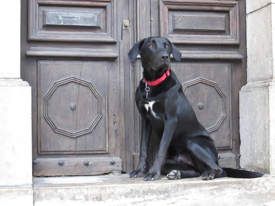 Toby our Labrador