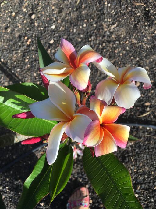 One of the many tropical plants