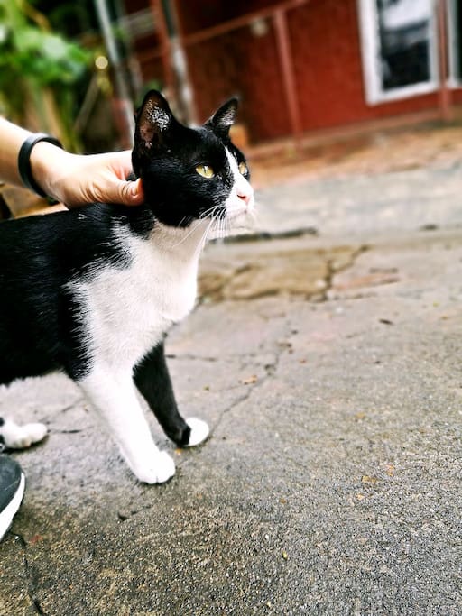屋外的猫