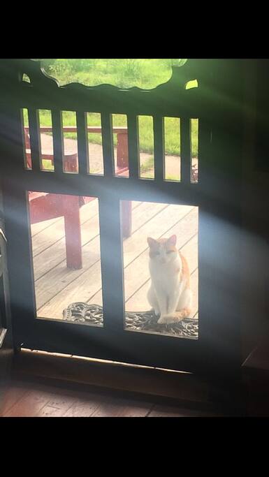 Barn cat guards 20 beds and 8 baths ( Ginger never ventures inside ) can sleep 32 guests ; 1 king ,3 queens ; 9 Fulls ; 6 twins