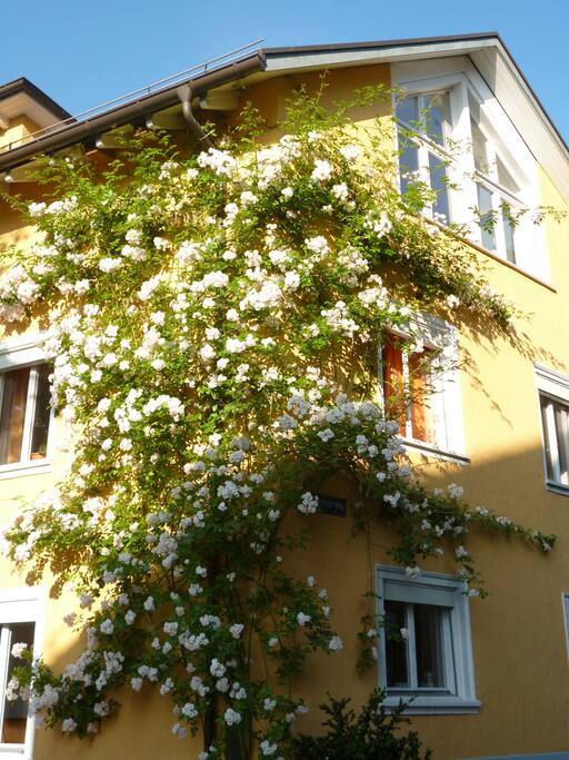 Unser Haus wenn die Rose blüht