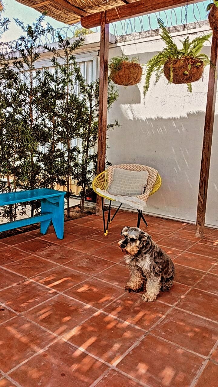 A covered outdoor area features terracotta tiled flooring and wooden posts. A bright blue bench and a yellow chair provide seating options. Hanging planters with greenery add a touch of nature. A small dog is seen resting on the ground, creating a warm scene.