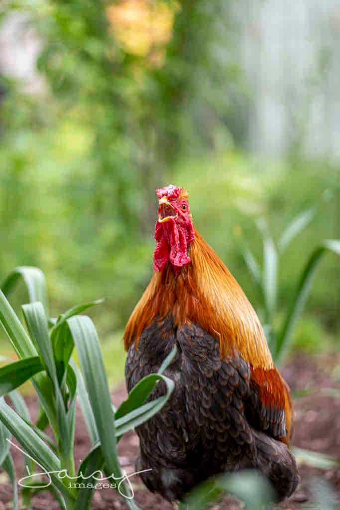 A vibrant rooster is depicted among lush green plants, showcasing its striking plumage with a mix of warm orange and dark feathers. The rooster's red comb and wattles stand out against the blurred garden background, emphasizing its presence in the tranquil farm setting.