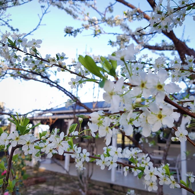Plum blossoms in front of the Cottage in Spring.