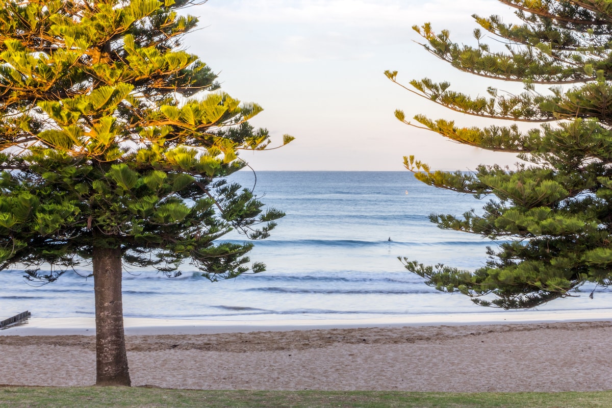 The image depicts a tranquil beach scene framed by two tall conifer trees. Waves gently lap at the sandy shore, while a lone surfer is visible in the water. The sky exhibits soft hues of early morning light.