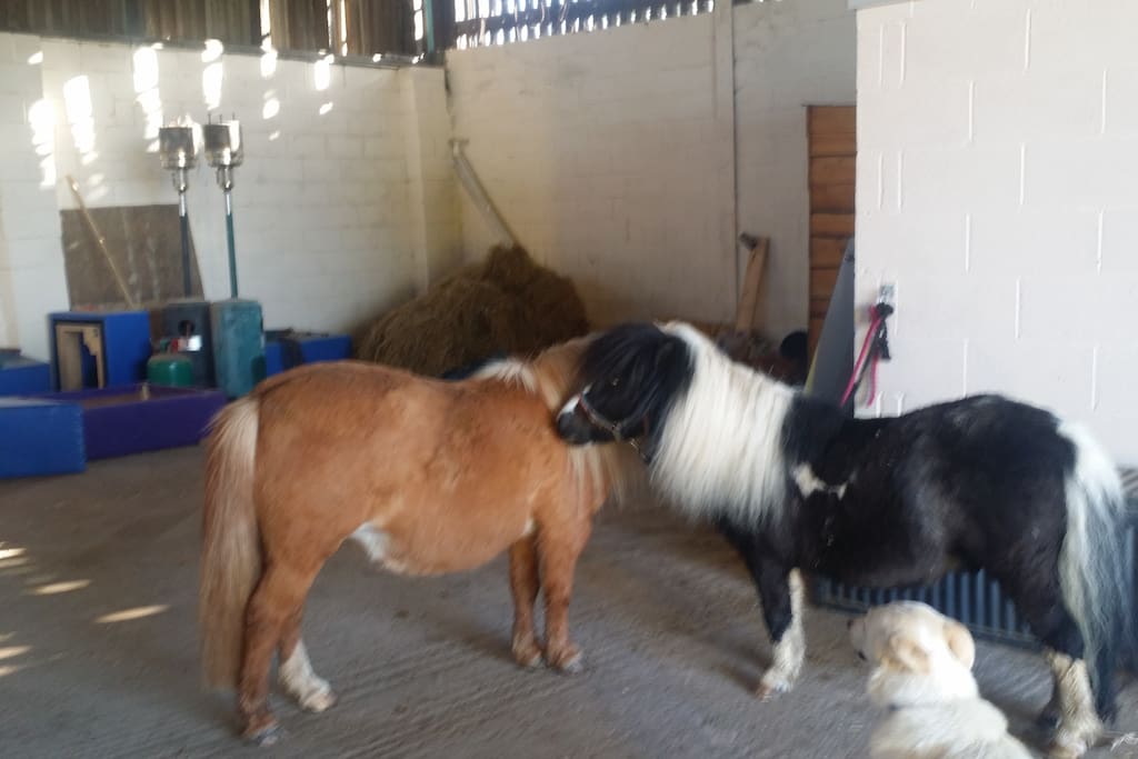 Fern and Victor are always here for love and country walks