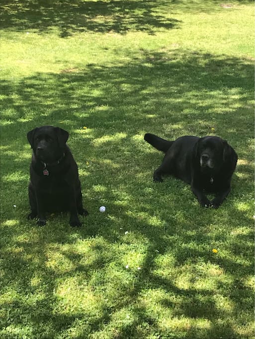 Our friendly English back labs