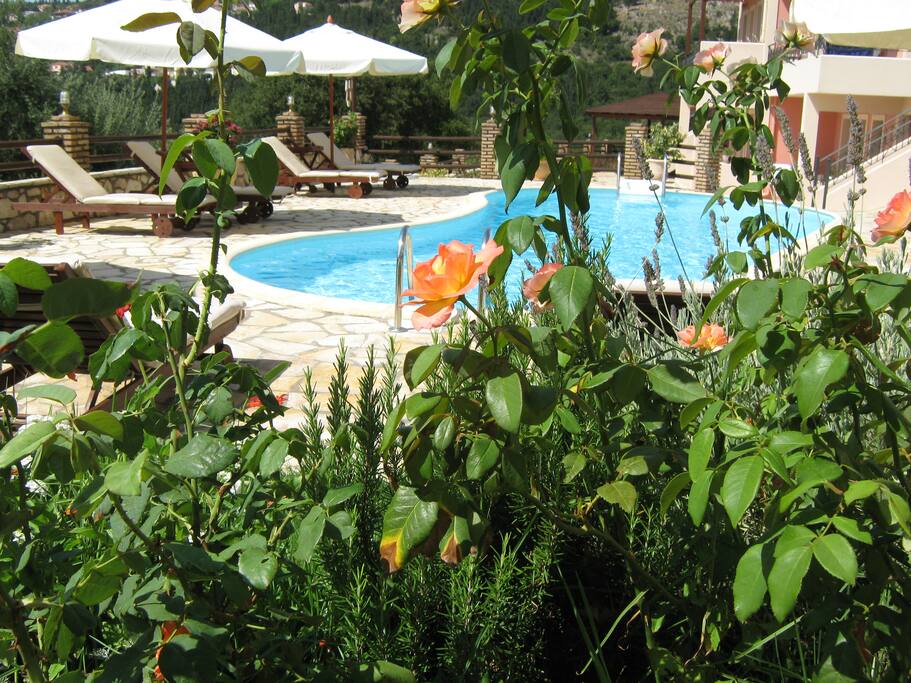 Aspect of the area around the swimming pool