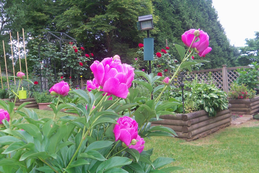 Backyard gardens