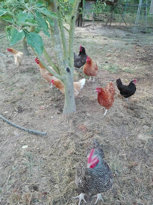 vos plus proches voisines (pas de coq)