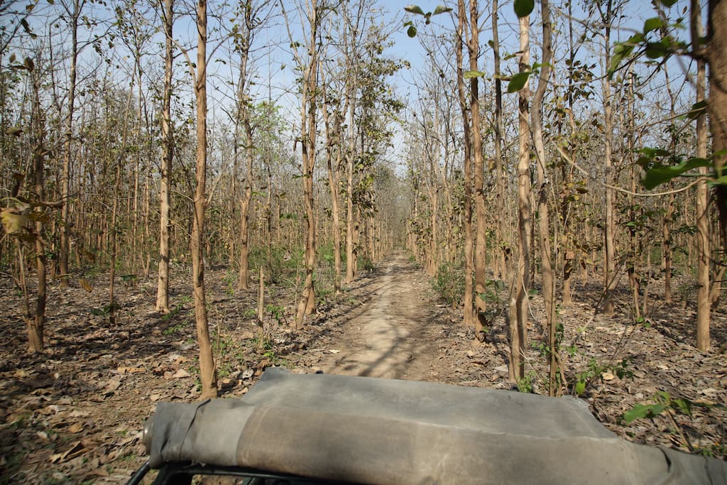 A jungle trip to jim corbett