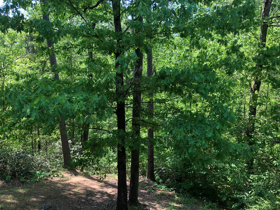 Your Backyard