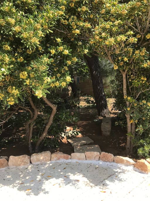 il giardino