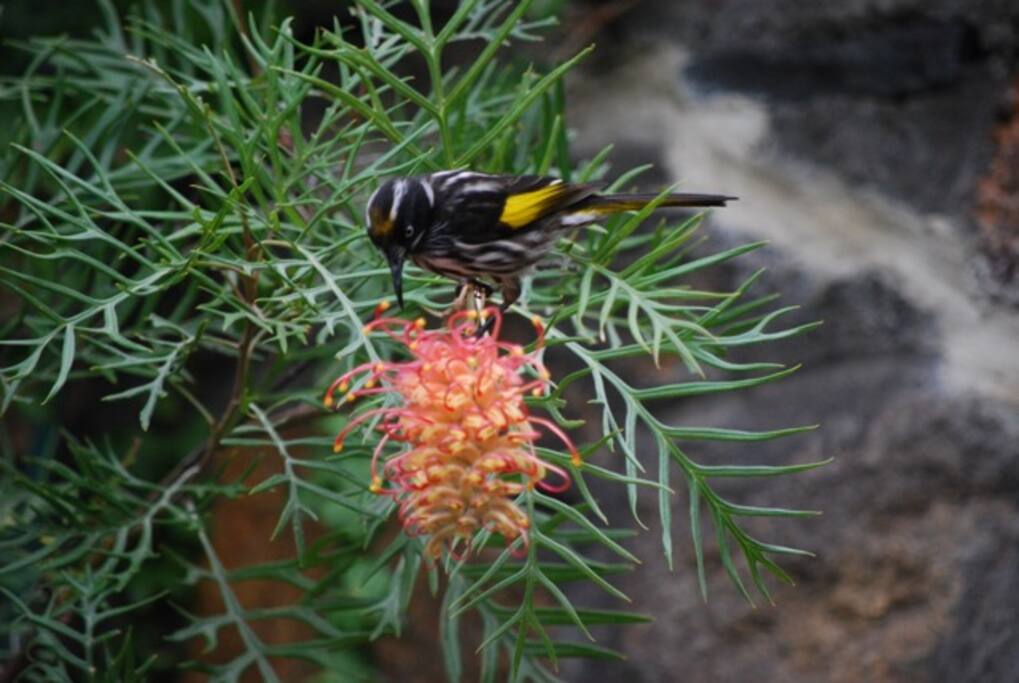 Wildlife and flowers everywhere!