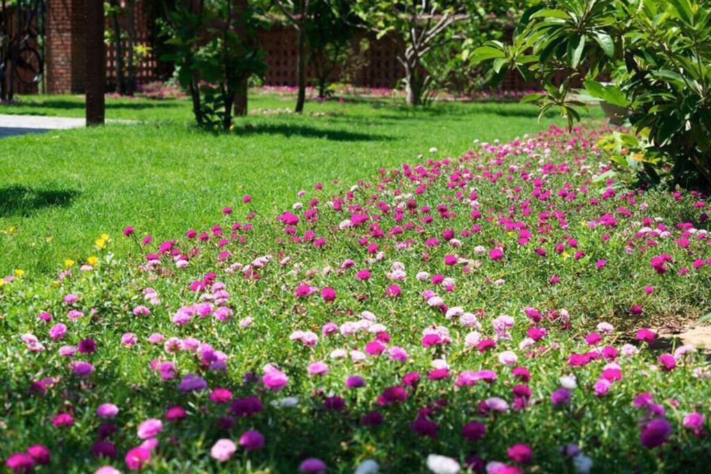 Flower in Gardern - Hoi An Residence Villa