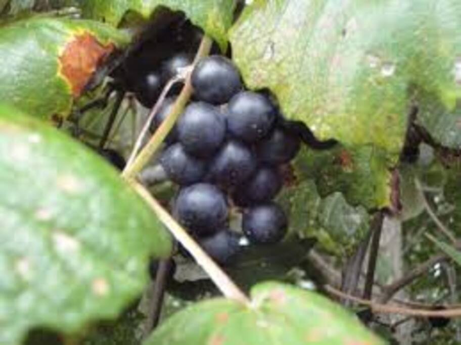 Wild grapes for wine, juice and jam