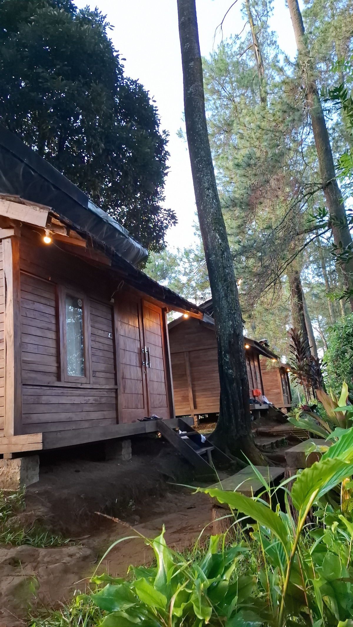 Wooden cabins are nestled among tall pine trees, showcasing natural surroundings. Soft lights illuminate the exterior, highlighting simple wooden doors. A gentle slope leads down to a lush green area with various plants, creating a serene and natural ambiance in the forest.