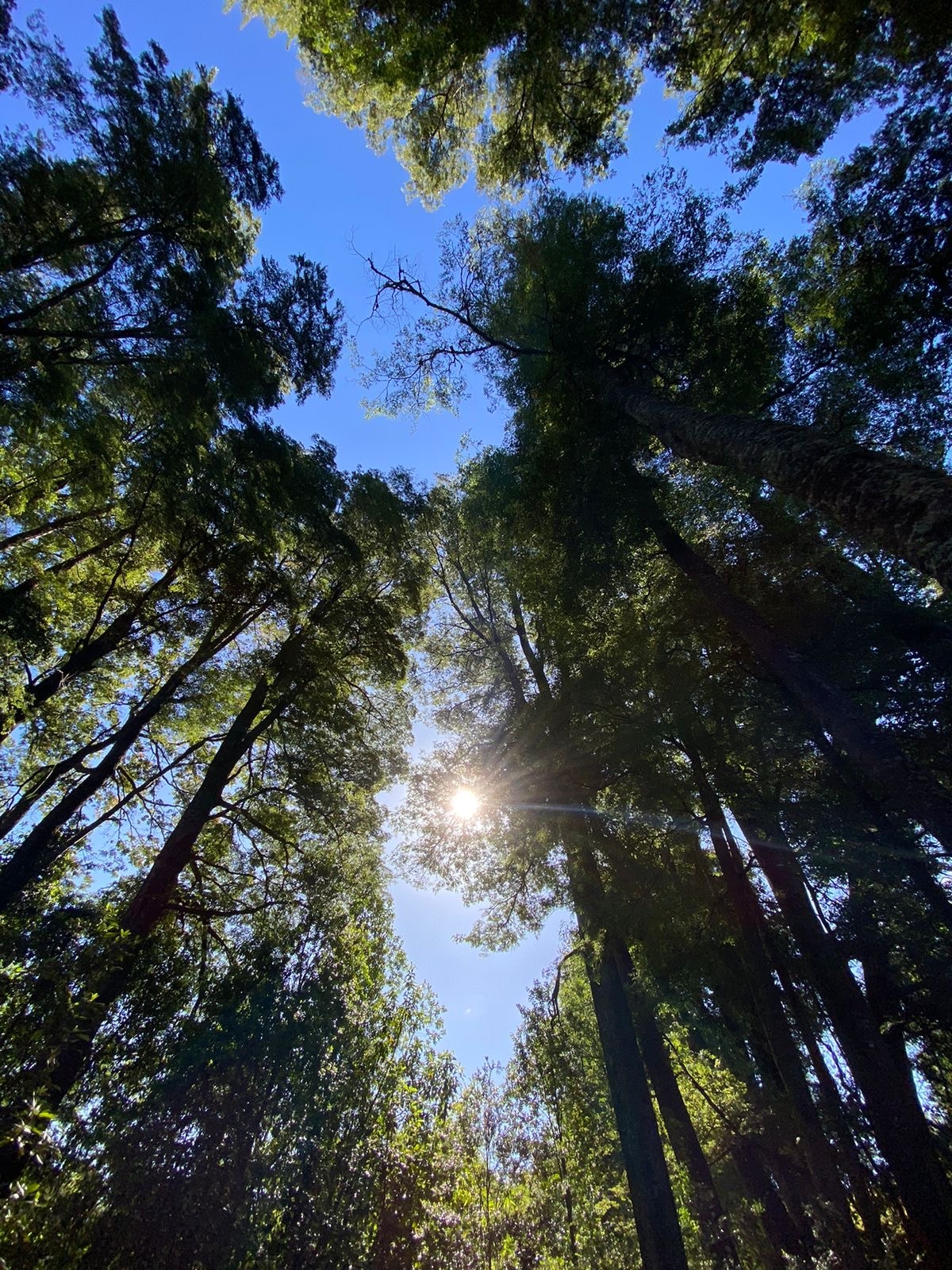 Tall trees rise towards a clear blue sky, filtering sunlight that casts a natural glow through the forest canopy. The view is framed by a mixture of green foliage, providing a sense of tranquility and connection to nature.