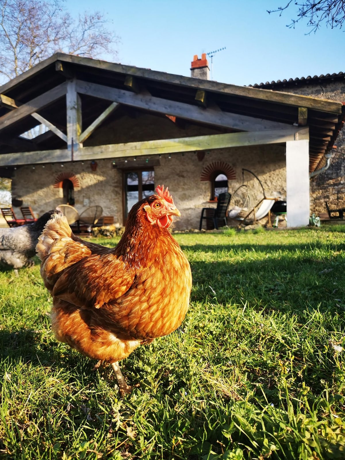 A lively brown hen is seen roaming on the grass in front of a rustic stone building. The structure features a large overhanging roof supported by wooden beams, with comfortable seating visible on the patio, creating a serene countryside setting.