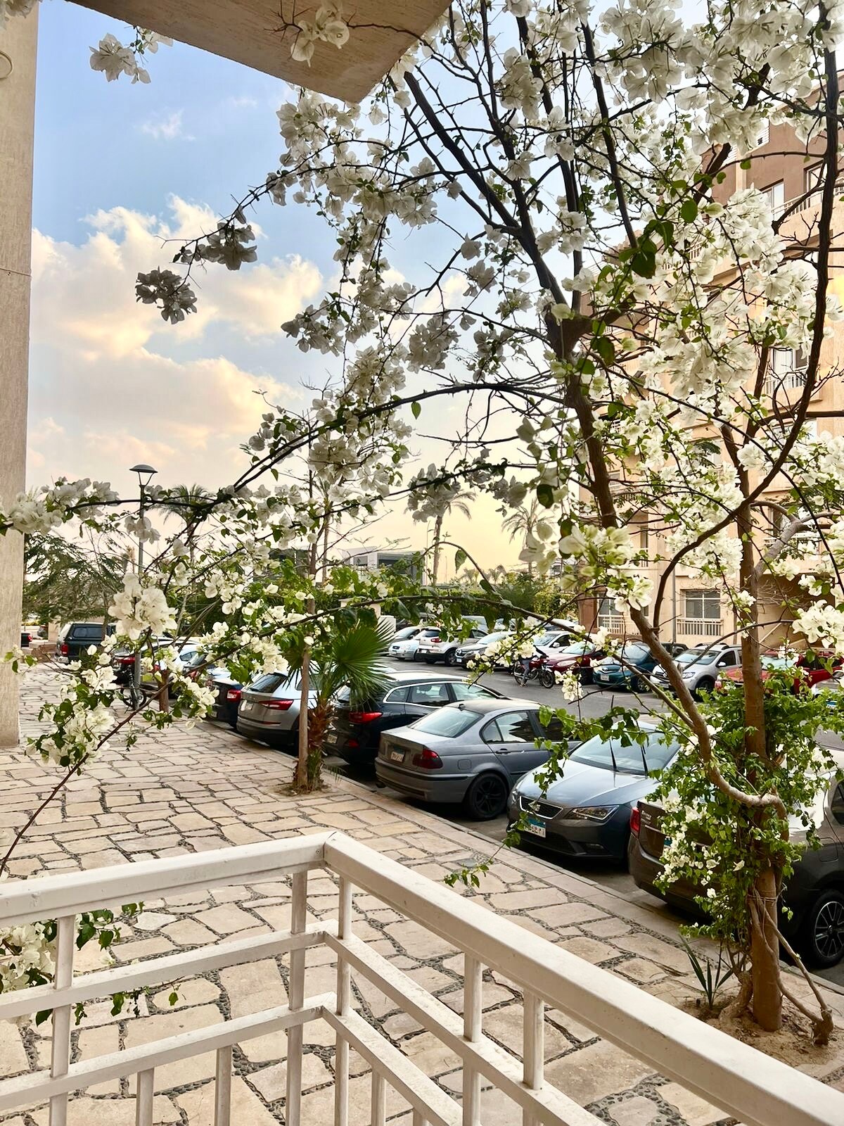 A balcony view is framed by blooming white flowers on leafy branches. Below, a parking area is visible, displaying several cars arranged along a paved pathway. In the background, trees and buildings are seen under a soft sky, creating a serene environment.