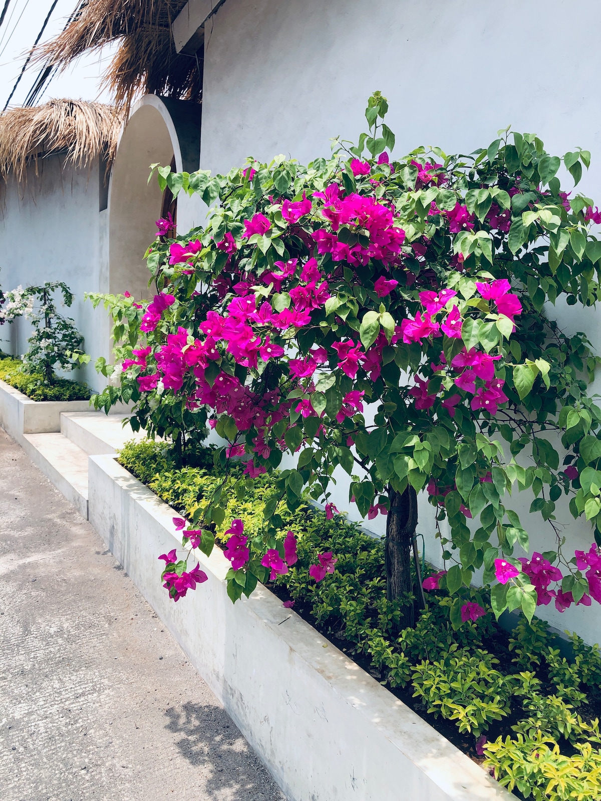 A vibrant bougainvillea plant with bright pink flowers is positioned against a white wall. The arrangement is complemented by neatly trimmed greenery and a contrasting stone pathway, enhancing the tropical ambiance of the villa's exterior.