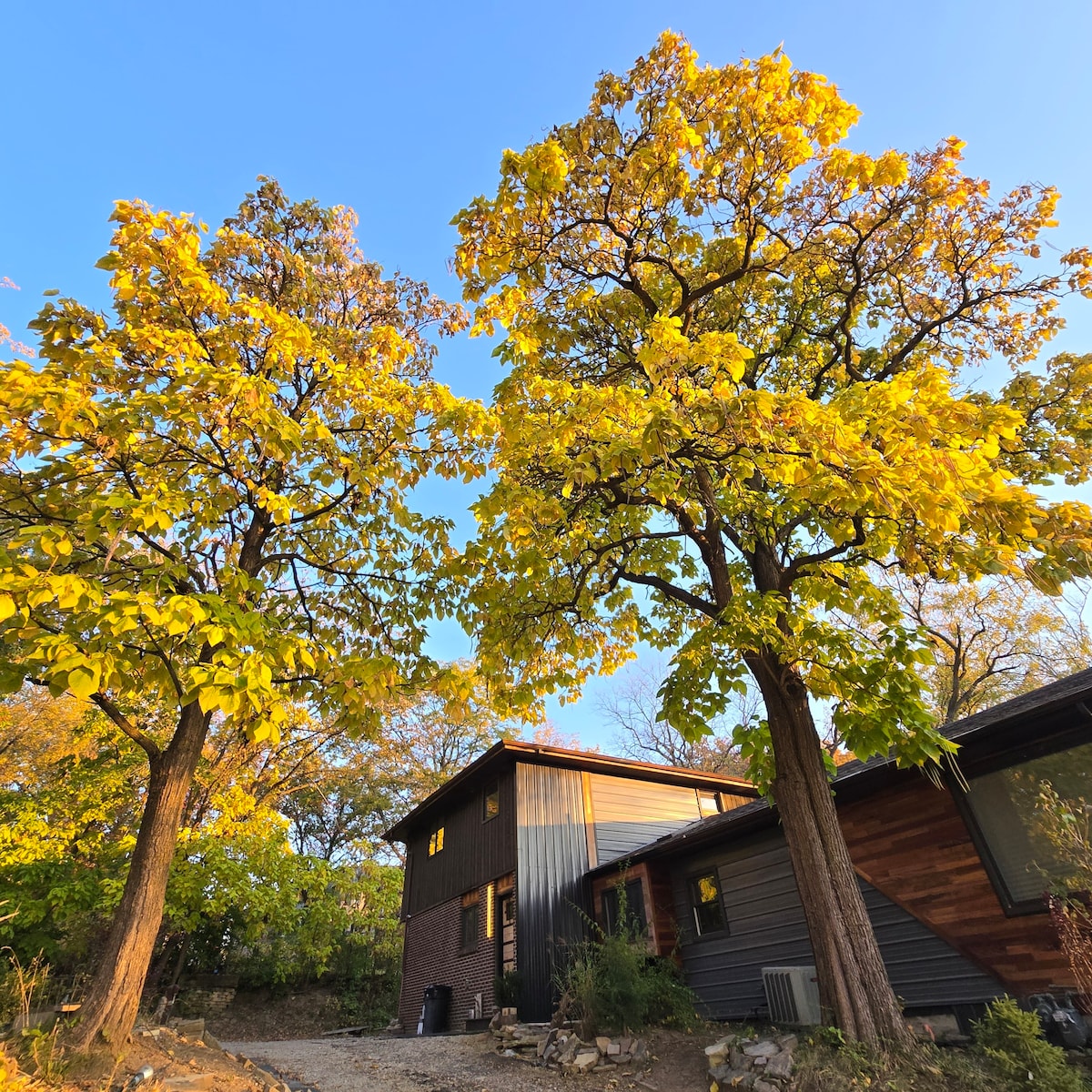 Two large trees with vibrant yellow leaves frame the entrance of a modern building. The structure blends wood and metal materials, and a gravel path leads towards the door. Clear blue skies provide a bright backdrop, enhancing the natural beauty of the surroundings.