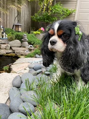 Entire Home in Historic Logan Square gallery image 5