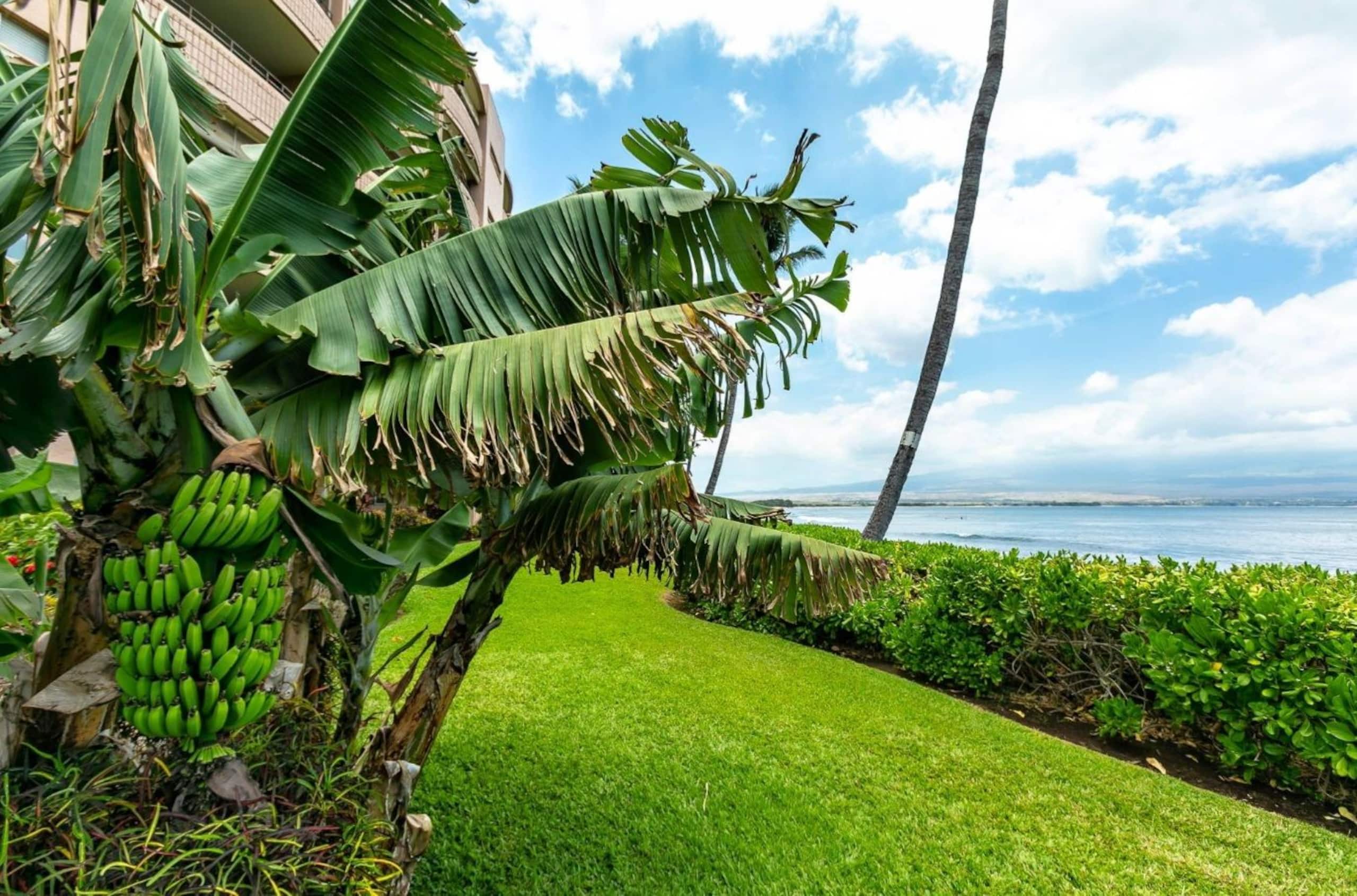 Condo in Wailuku · ★4.83 · 2 bedrooms · 2 beds · 2 baths - Image 19