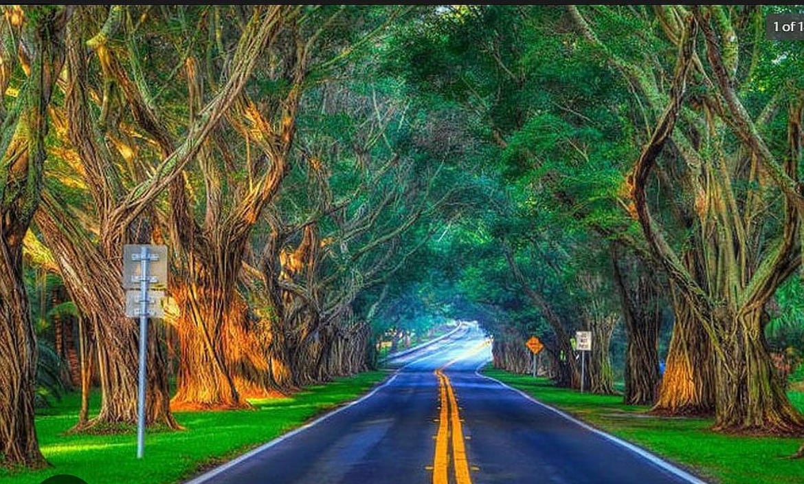 A tree-lined road reveals a tunnel of greenery, with tall trees arching overhead, their trunks showcasing textured bark. Soft sunlight filters through the leaves, creating a serene atmosphere along the well-maintained asphalt path, bordered by lush grass on either side.