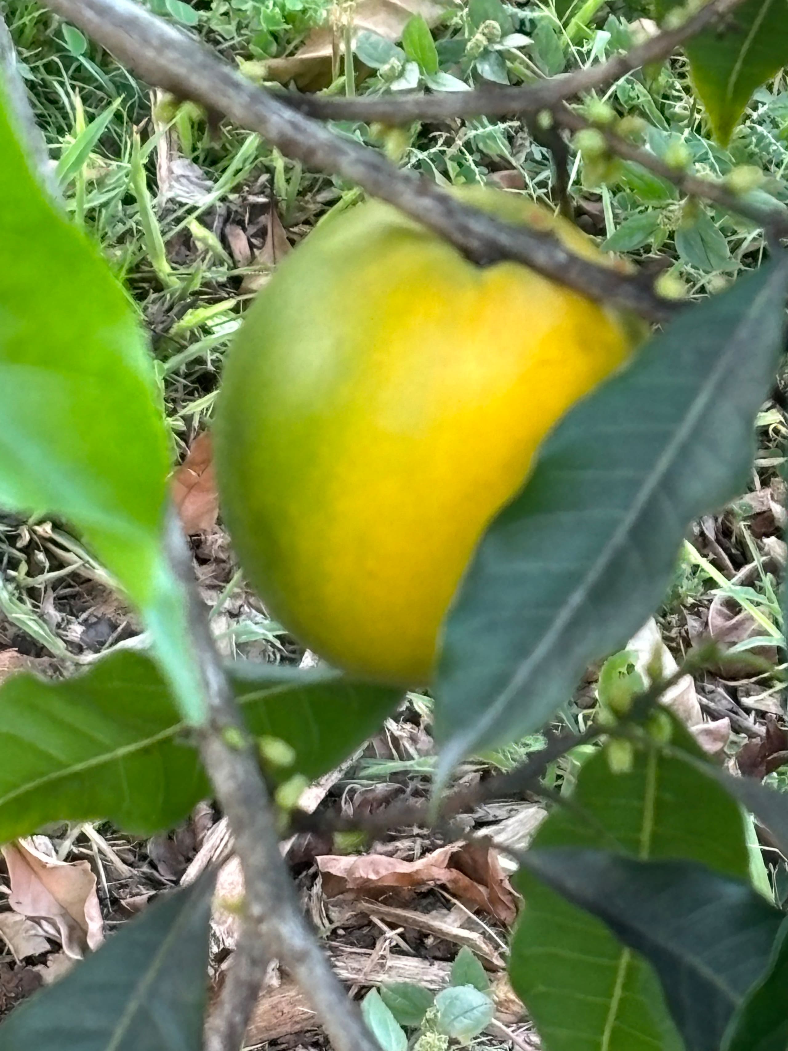 Big Island Small Farm Experience - Photo 21