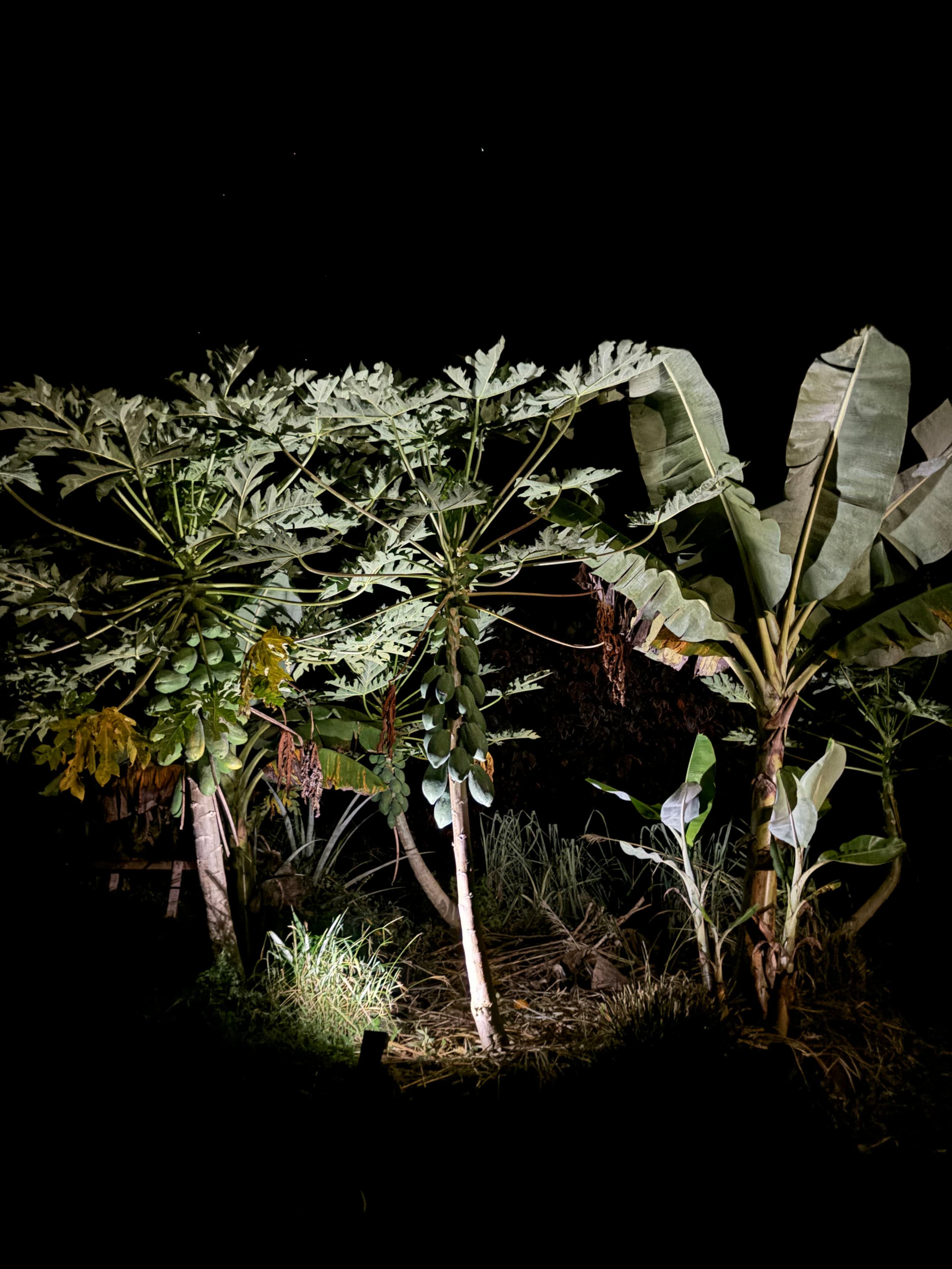 Big Island Small Farm Experience - Photo 17