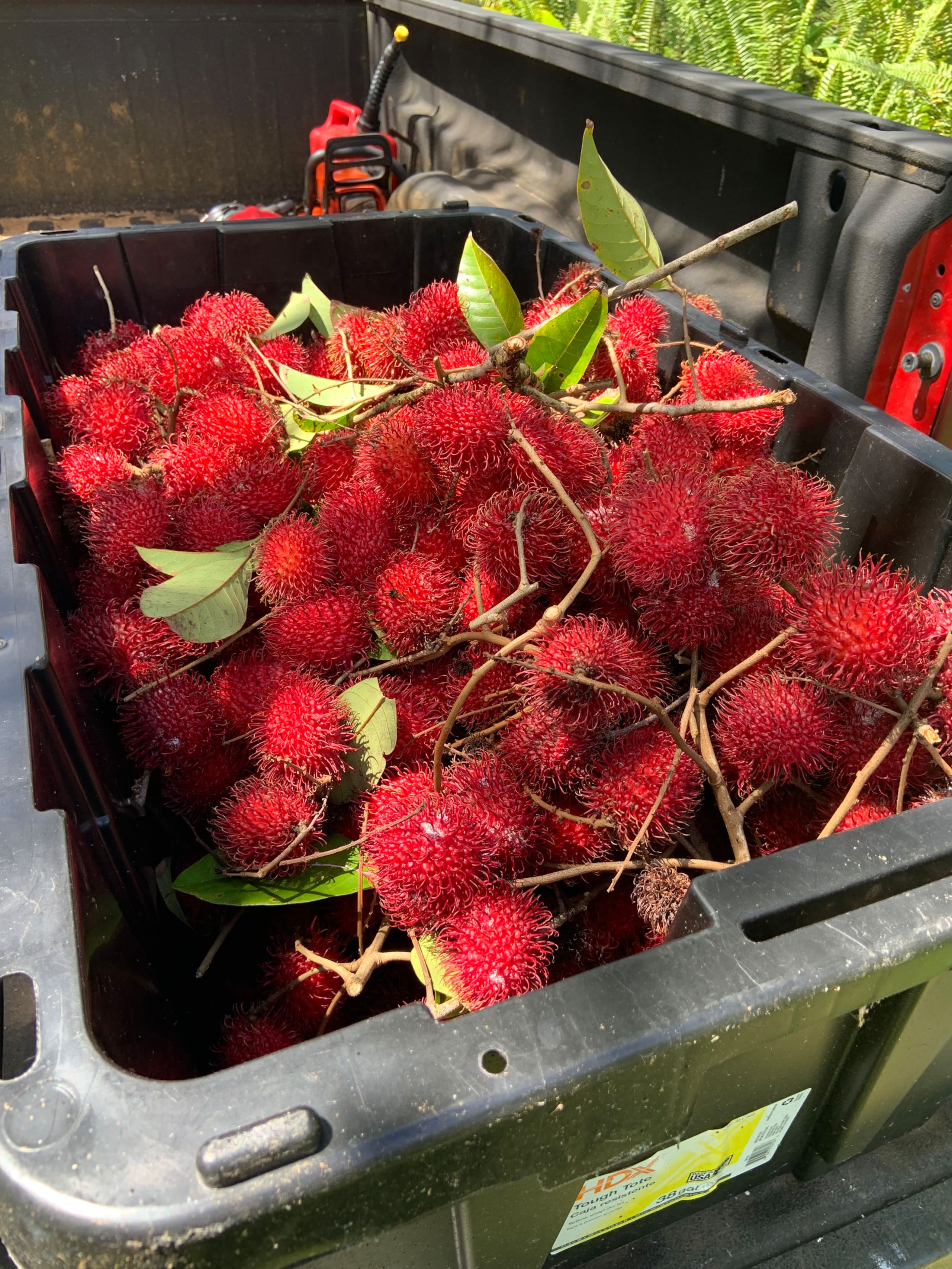 Big Island Small Farm Experience - Photo 22