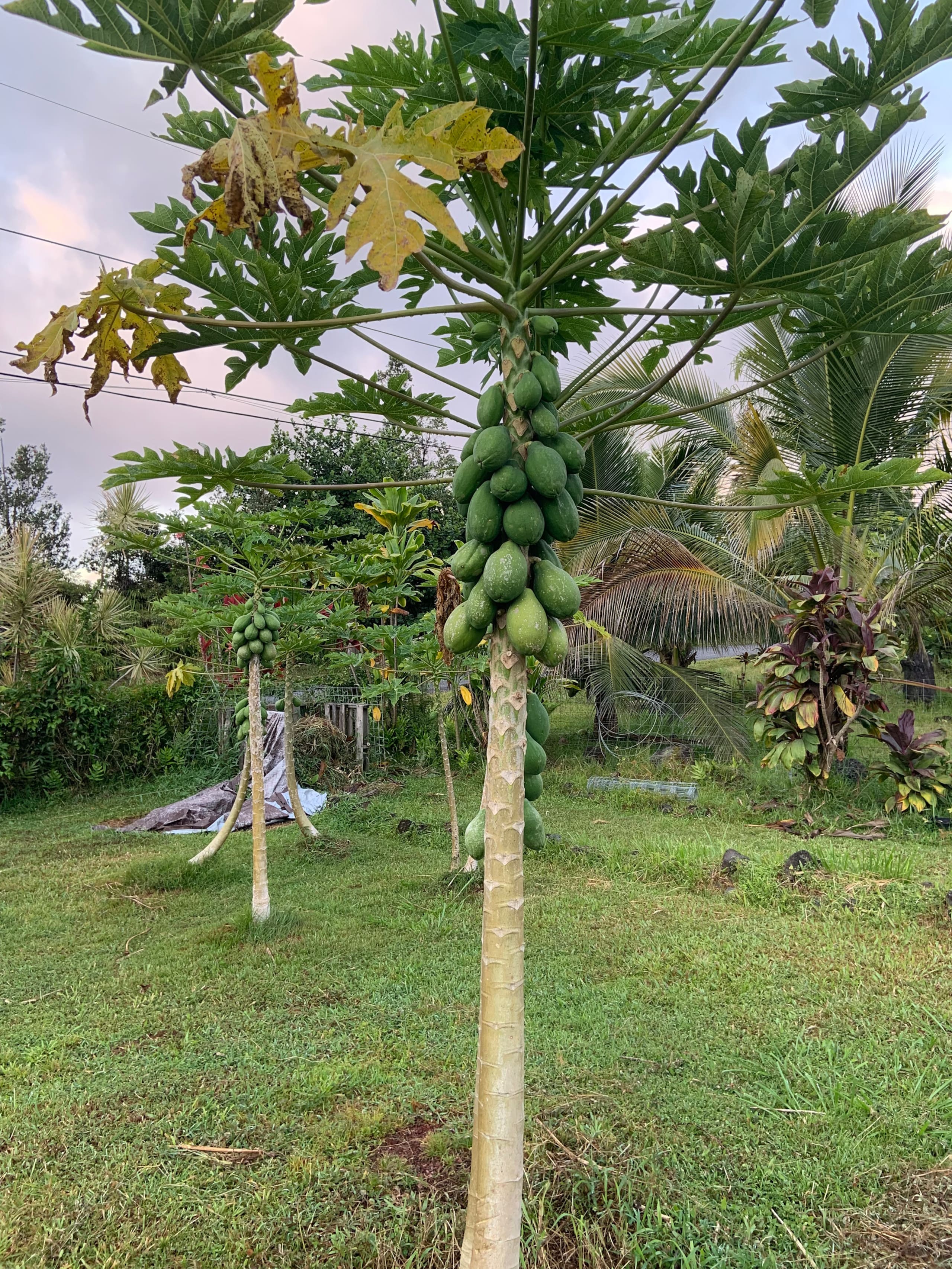 Big Island Small Farm Experience - Photo 35