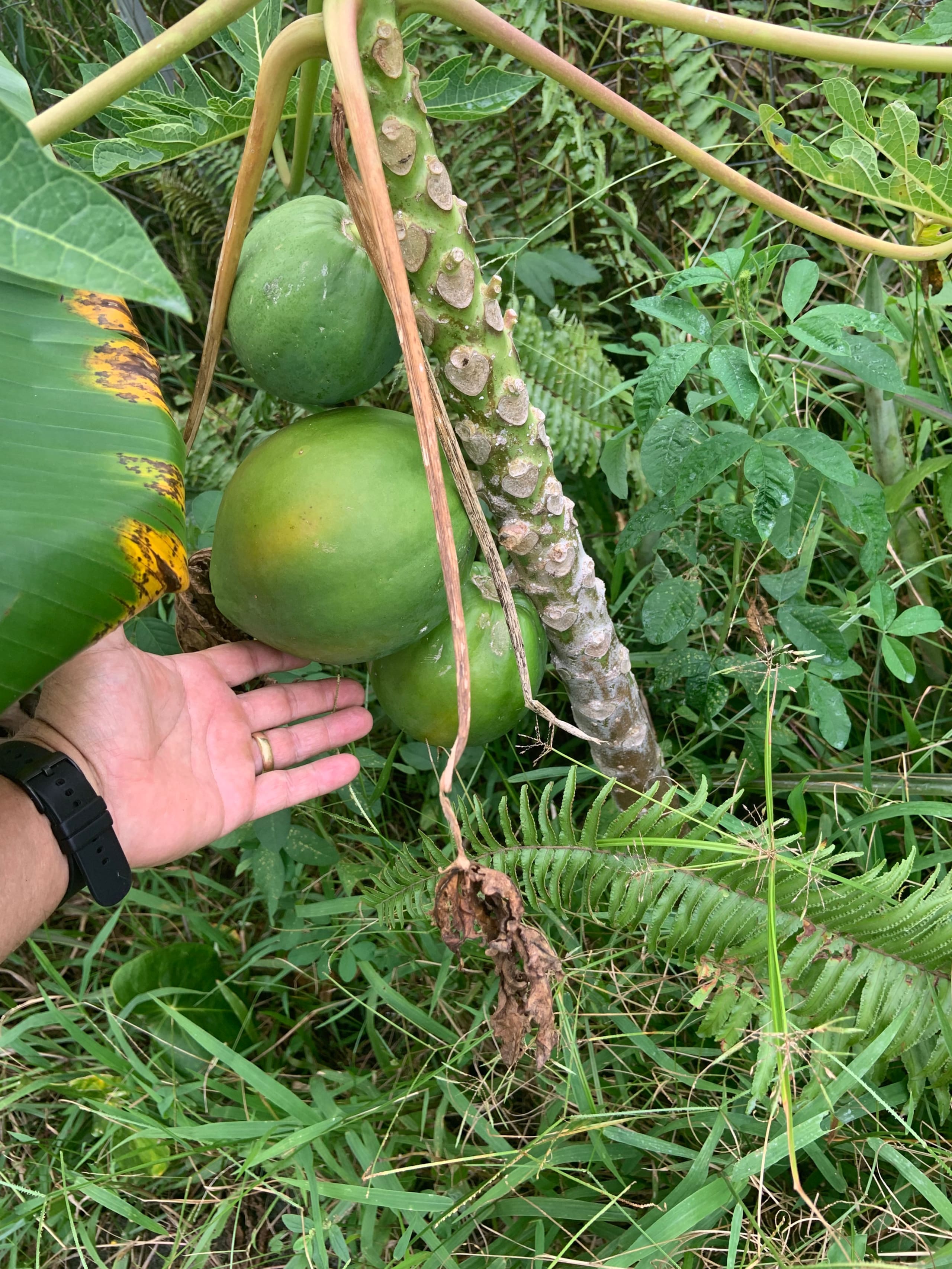 Big Island Small Farm Experience - Photo 29