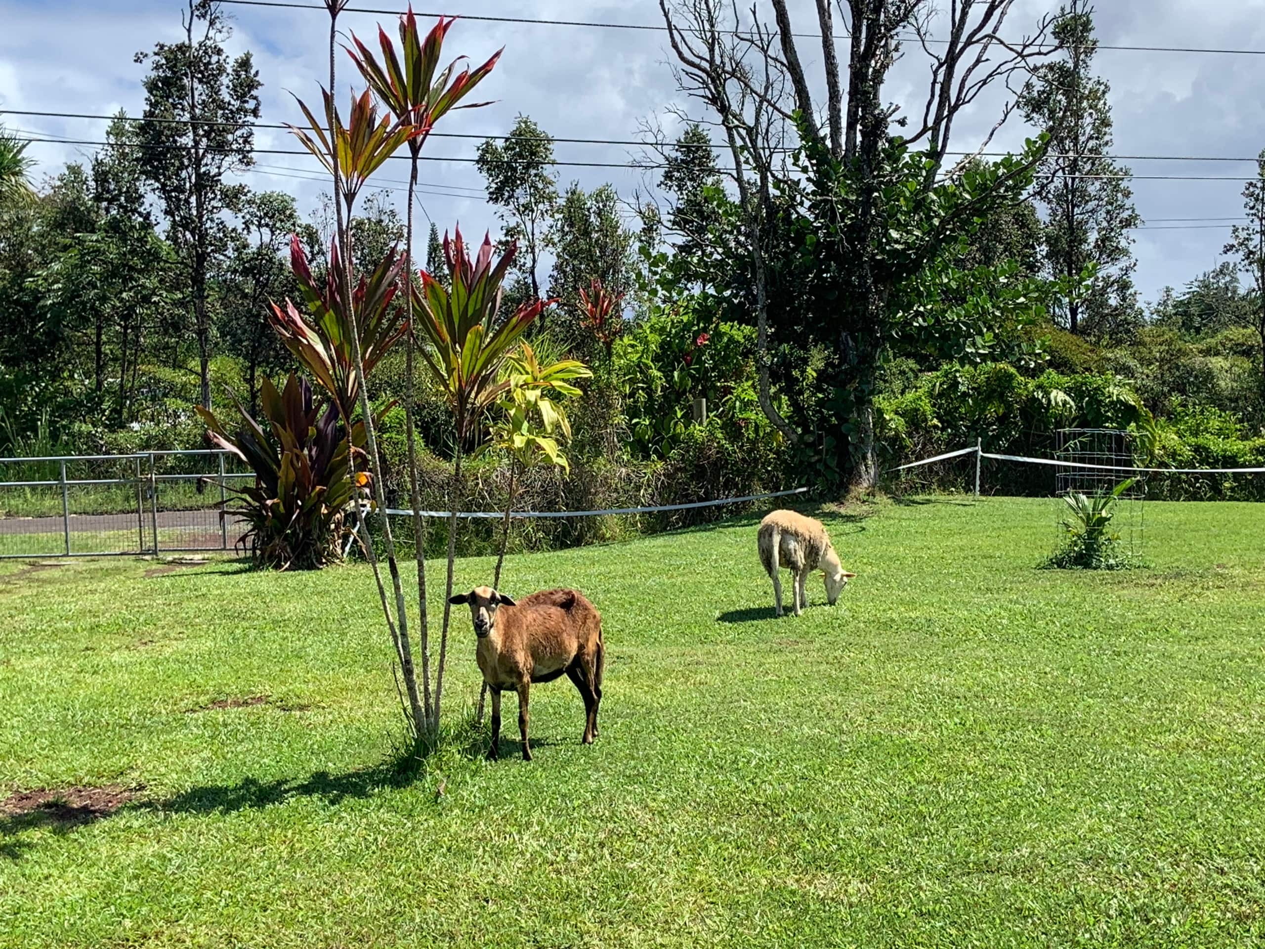 Big Island Small Farm Experience - Photo 46