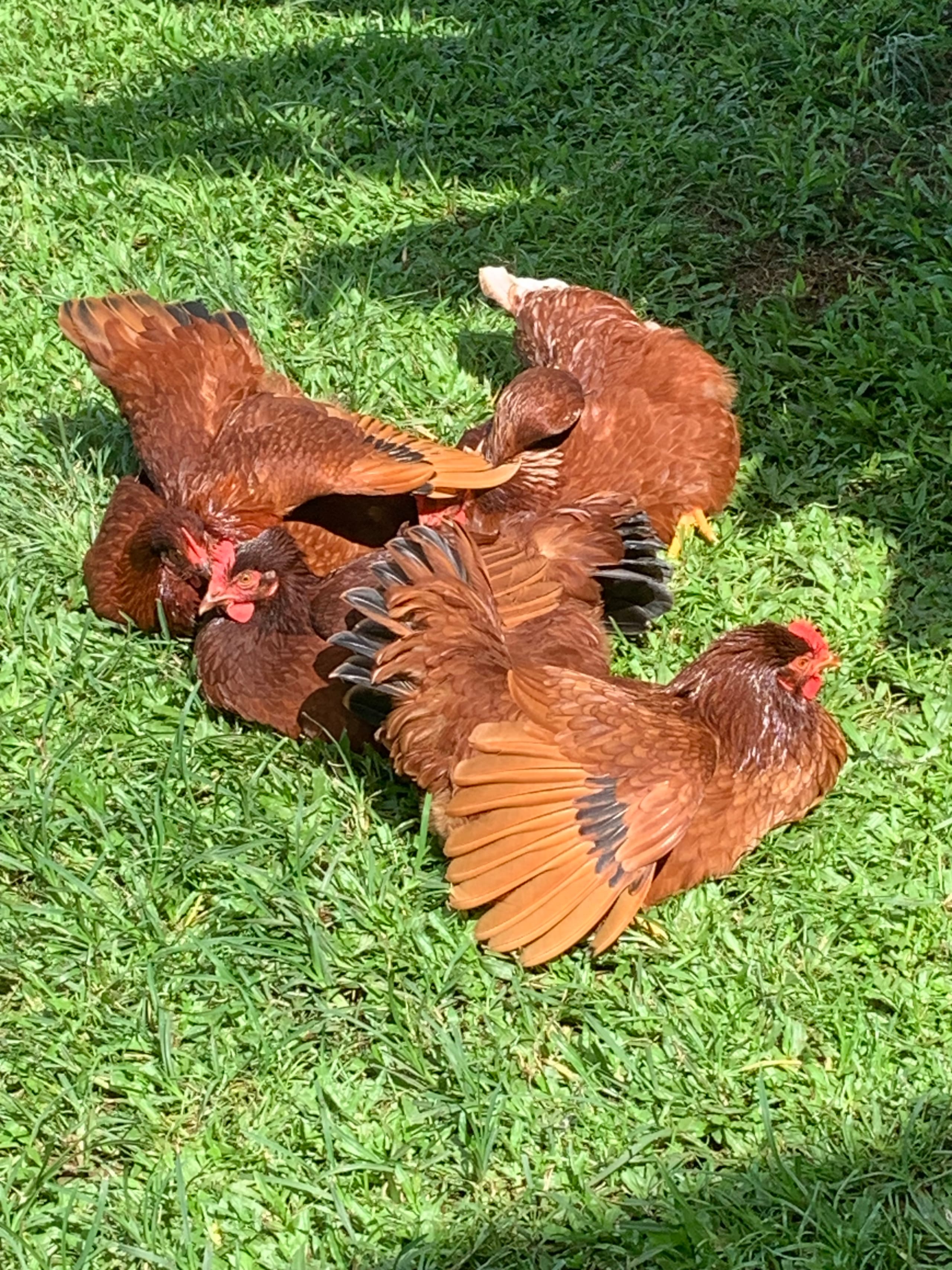 Big Island Small Farm Experience - Photo 23