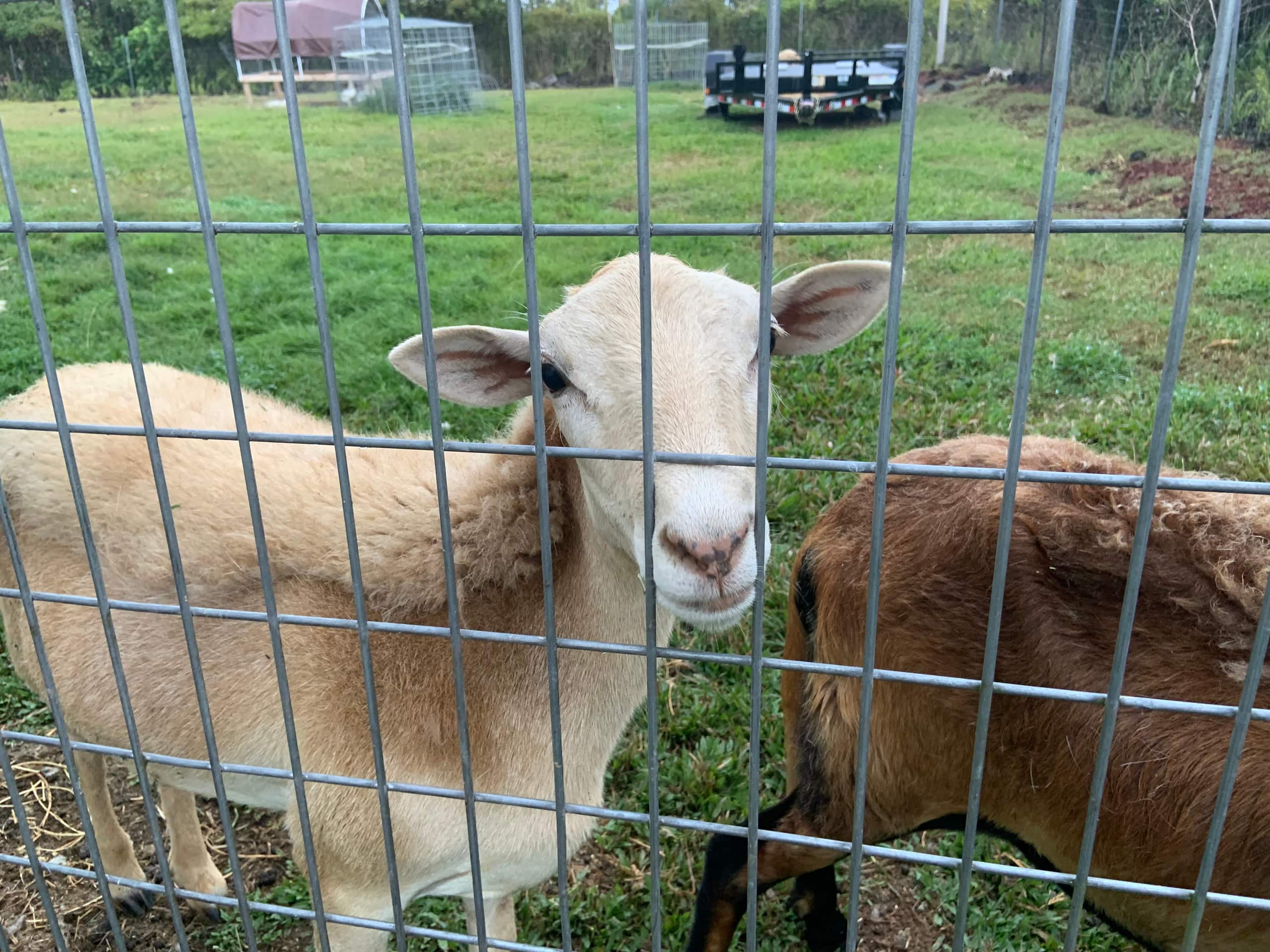 Big Island Small Farm Experience - Photo 30