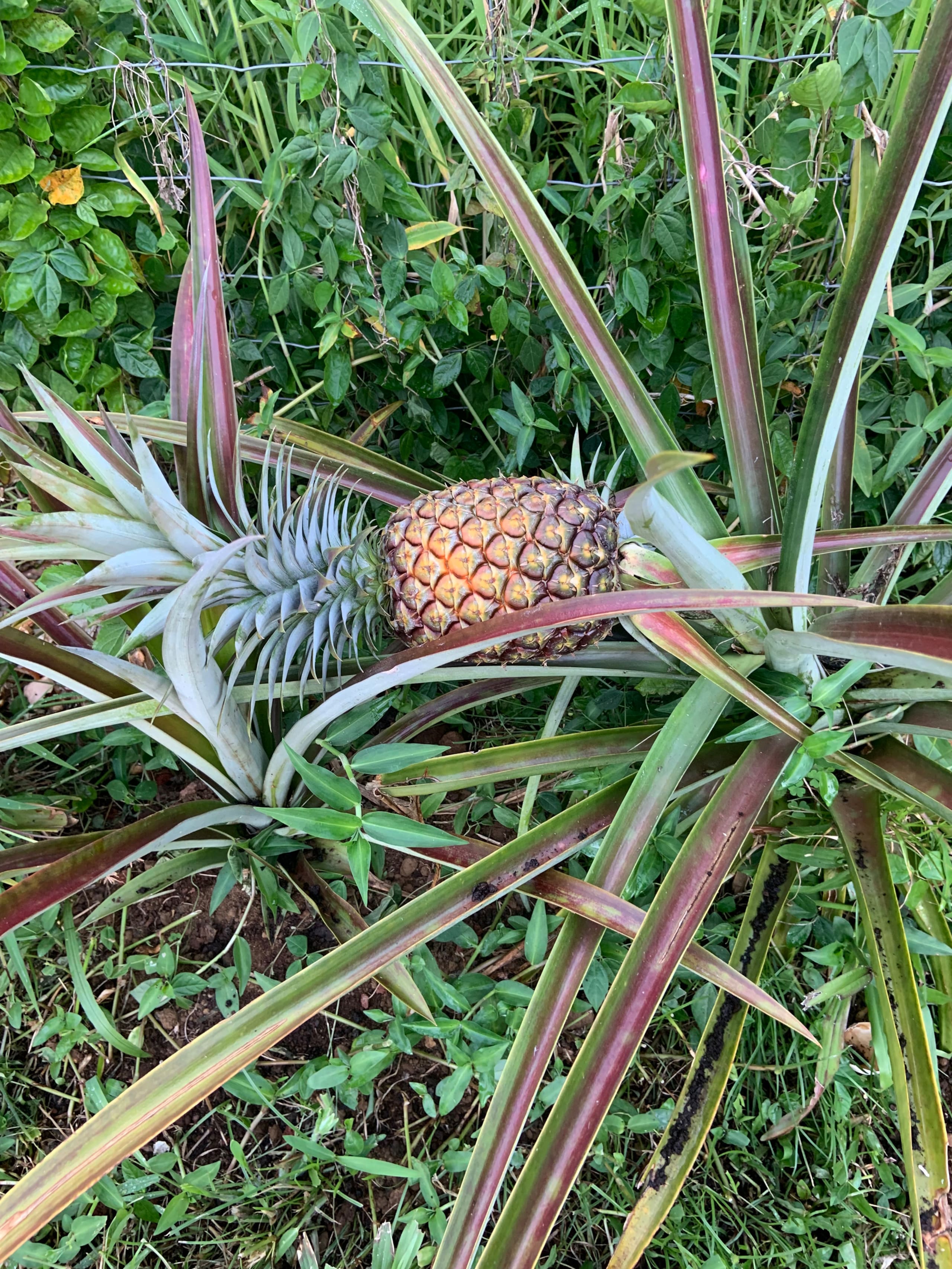 Big Island Small Farm Experience - Photo 32