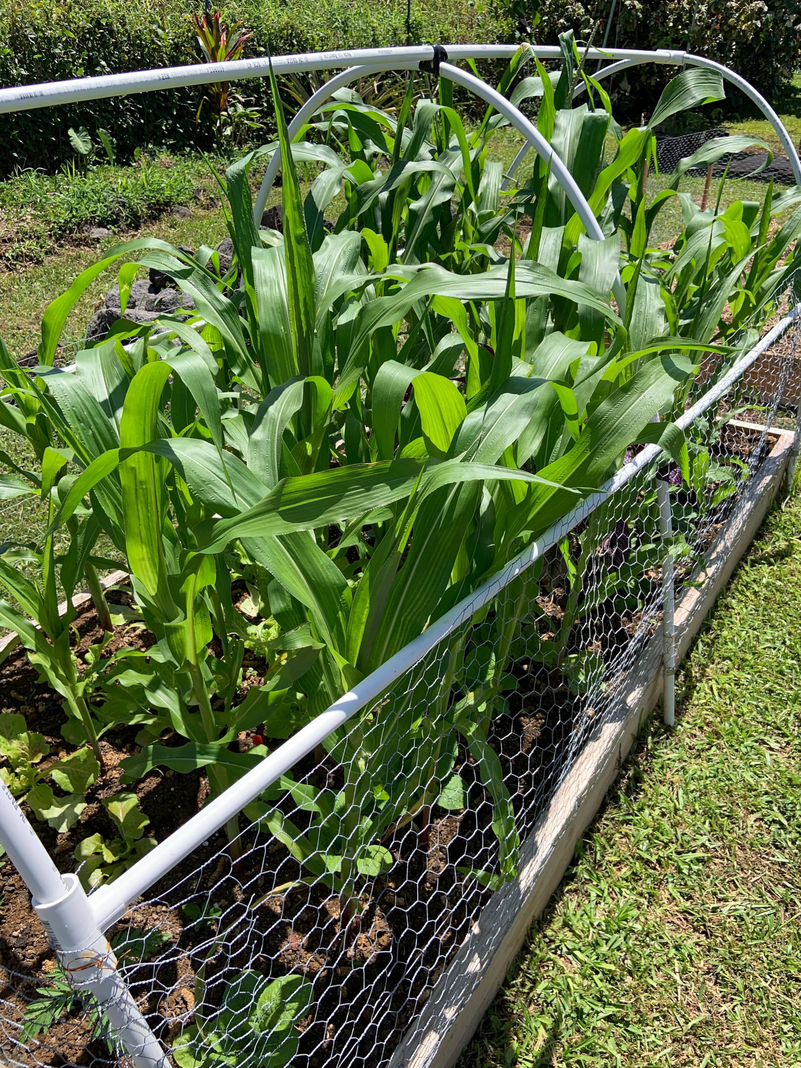 Big Island Small Farm Experience - Photo 36