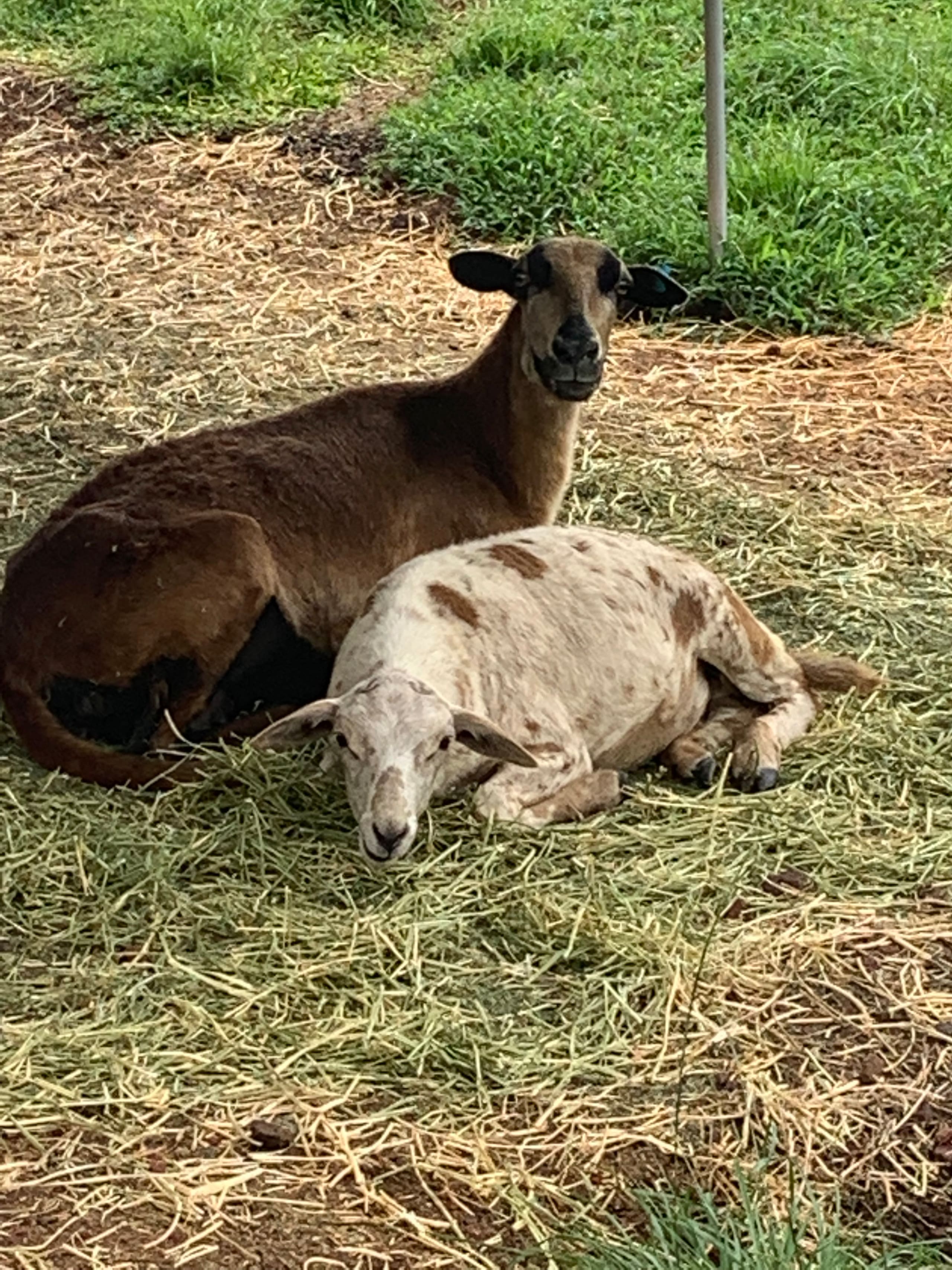 Big Island Small Farm Experience - Photo 45