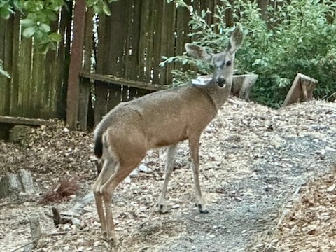 A deer is seen standing on a pathway surrounded by natural foliage. The animal faces slightly away from the camera, with its slender legs and a brown coat contrasting the earthy tones of the ground. A wooden fence is partially visible in the background.