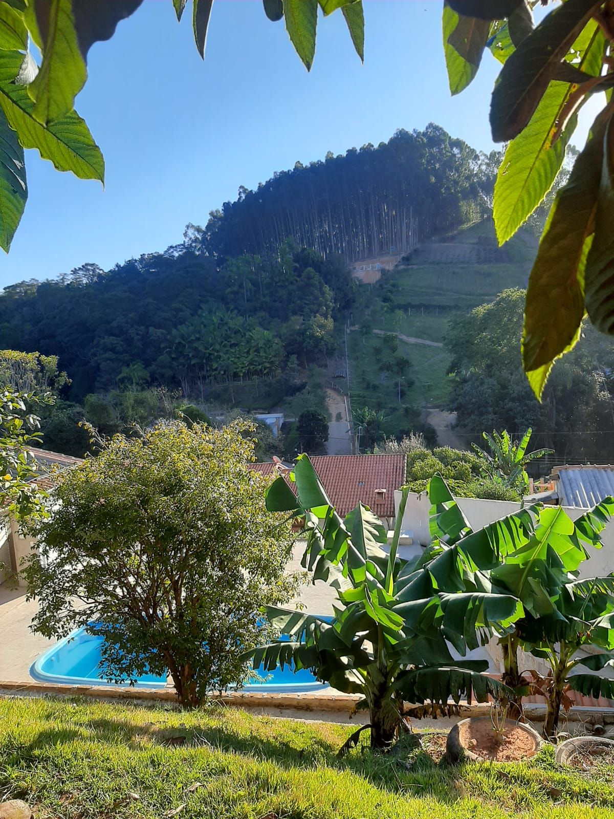 A serene outdoor area is framed by lush leafy plants, showcasing a clear blue pool surrounded by sunlit concrete. A gentle slope of greenery rises in the background, featuring a variety of trees and distant hills.